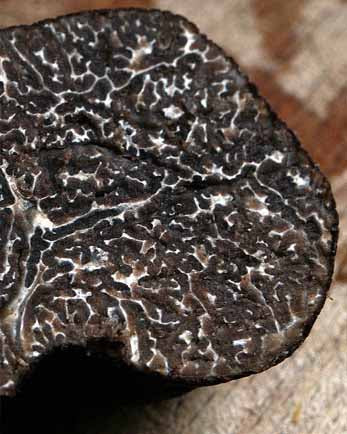 22 ottobre - Alba e il tartufo + il borgo di Neive