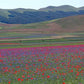 June 25 - The flowering in Castelluccio di Norcia 