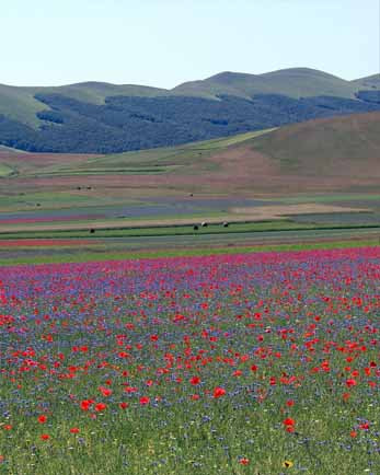 June 25 - The flowering in Castelluccio di Norcia 