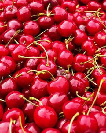 11 June - Vignola: cherry festival and the vinegar cellar
