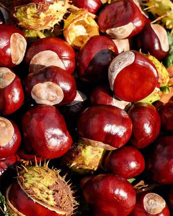 15 ottobre - Sagra delle castagne a Marradi nel Mugello