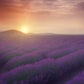 19/21 May - Provence and Camargue